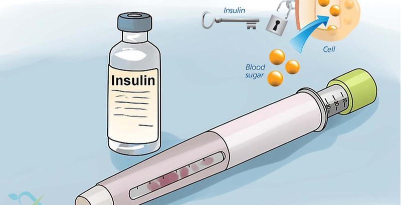 Tìm hiểu về Insulin - P2