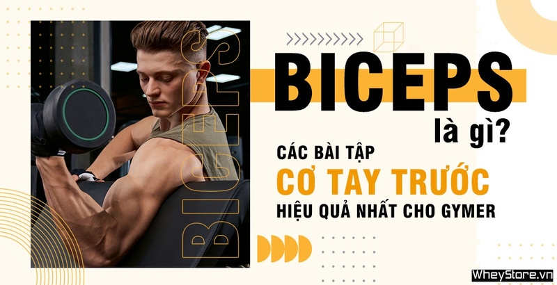 Biceps là gì? Các bài tập cơ tay trước hiệu quả nhất cho Gymer