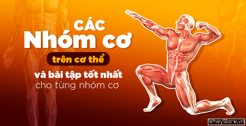 Các nhóm cơ trên F8bet09 vip tải ứng dụng và bài tập tốt nhất cho từng nhóm cơ