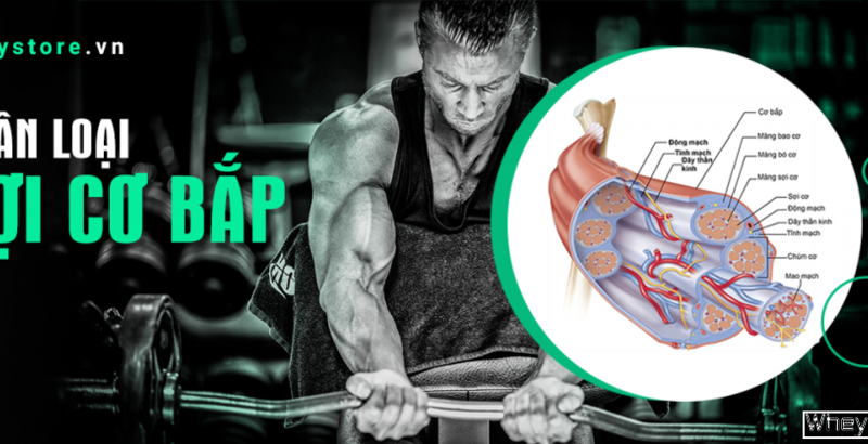 Phân loại sợi Tải app F8BET - Những điều bạn cần biết