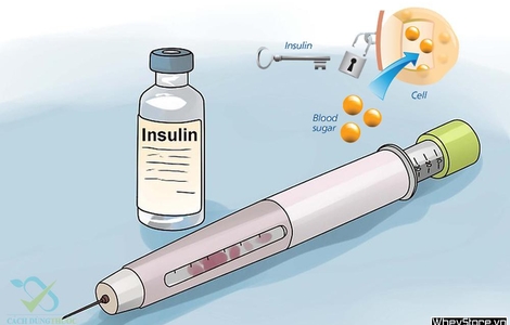 Tìm hiểu về Insulin - P2