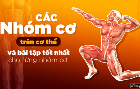 Các nhóm cơ trên F8bet09 vip tải ứng dụng và bài tập tốt nhất cho từng nhóm cơ