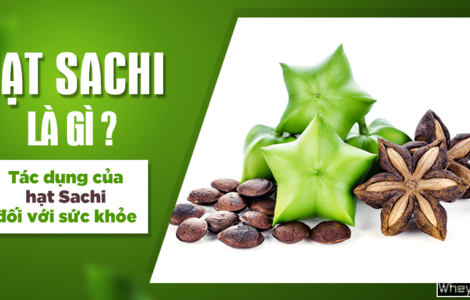 Hạt Sachi là gì? Tác dụng của hạt Sachi đối với F8bet09 vip giải trí trực tuyến