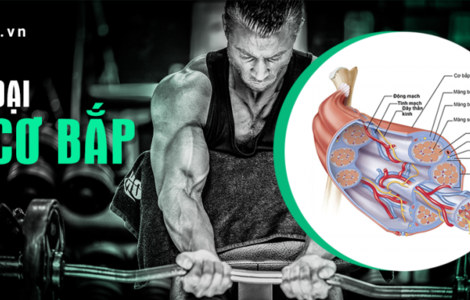Phân loại sợi Tải app F8BET - Những điều bạn cần biết