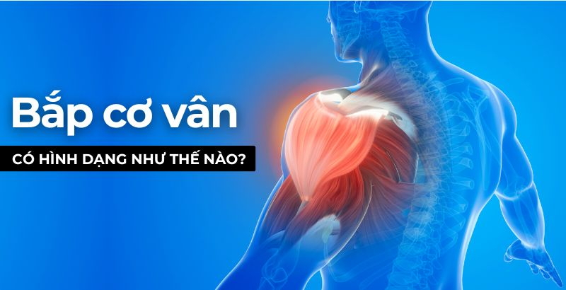 Bắp cơ vân có hình dạng như thế nào? Làm gì để bắp cơ vân luôn khỏe mạnh?