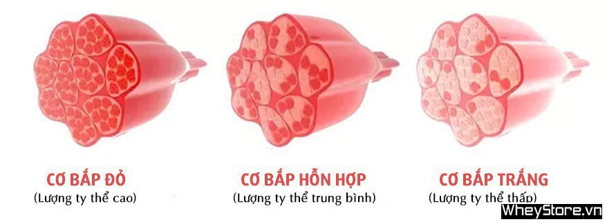 Phân loại sợi Tải app F8BET - Những điều bạn cần biết - Ảnh 1