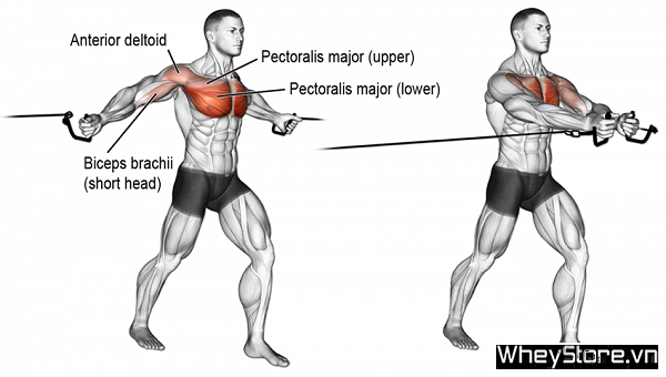 Lịch tập Gym cho người gầy M f8beta2 c cá cược WC 2026, tăng cơ nhanh trong 1 tuần - Ảnh 5