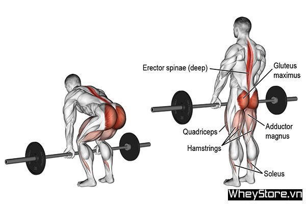 Lịch tập Gym cho người gầy M f8beta2 c cá cược WC 2026, tăng cơ nhanh trong 1 tuần - Ảnh 12