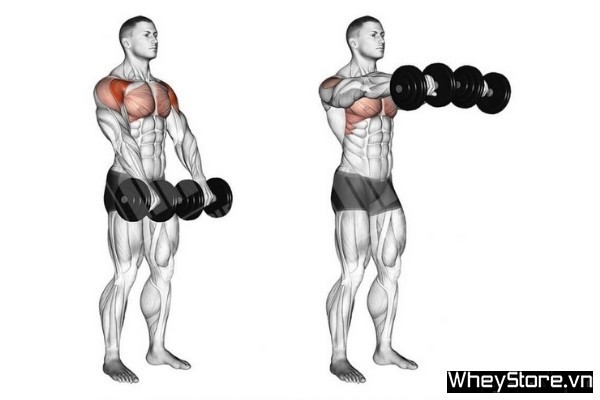 Hướng dẫn 12 bài tập cơ ngực tại nhà siêu hiệu quả cho nam giới - Ảnh 12