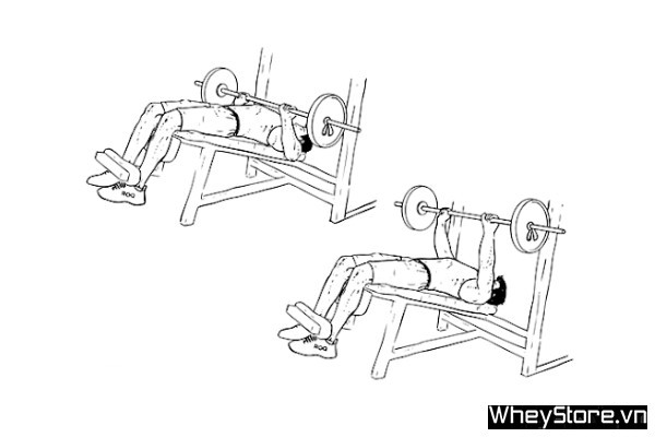 Bench Press là gì? Hướng dẫn cách tập Bench Press đầy đủ nhất - Ảnh 9