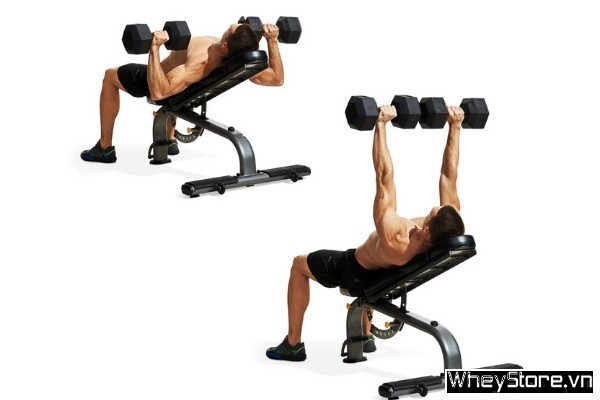 8 bài tập ngực với tạ đơn tốt nhất giúp cơ ngực phát triển toàn diện - Ảnh 1 8 bài tập ngực với tạ đơn tốt nhất giúp cơ ngực phát triển toàn diện - Ảnh 1