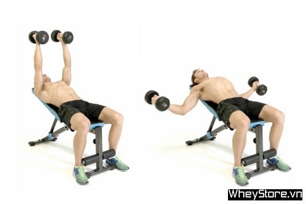 8 bài tập ngực với tạ đơn tốt nhất giúp cơ ngực phát triển toàn diện - Ảnh 2 8 bài tập ngực với tạ đơn tốt nhất giúp cơ ngực phát triển toàn diện - Ảnh 2