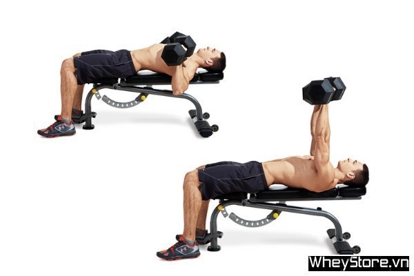 8 bài tập ngực với tạ đơn tốt nhất giúp cơ ngực phát triển toàn diện - Ảnh 3 8 bài tập ngực với tạ đơn tốt nhất giúp cơ ngực phát triển toàn diện - Ảnh 3
