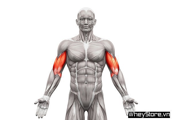 Biceps là gì? Các bài tập cơ tay trước hiệu quả nhất cho Gymer - Ảnh 1