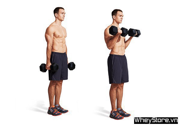 Biceps là gì? Các bài tập cơ tay trước hiệu quả nhất cho Gymer - Ảnh 3