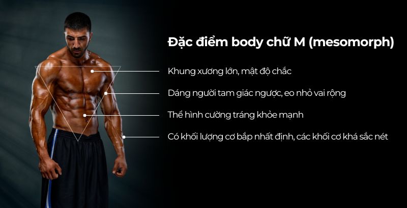 Đặc điểm thường thấy của body chữ M