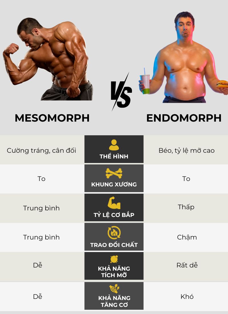 So sánh tạng người Mesomorph với Endomorph